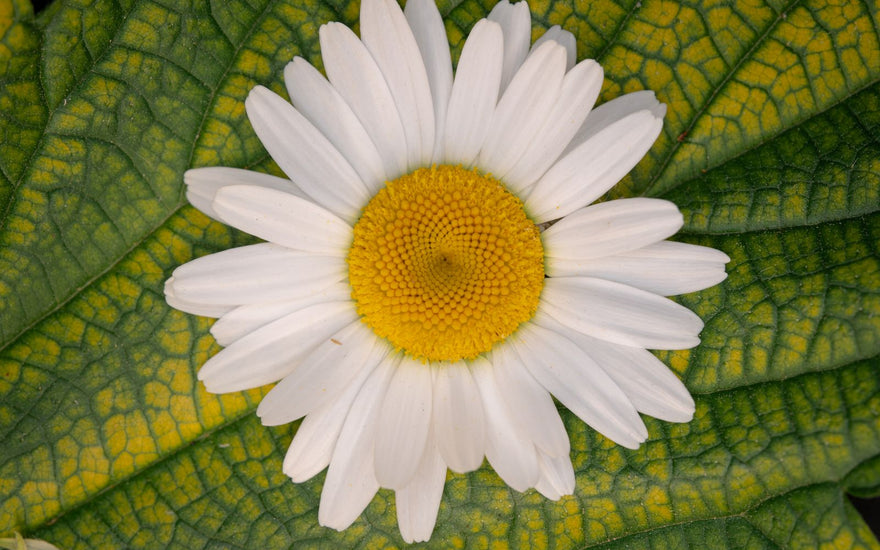 Kamillenblüte – natürlich, aber ein möglicher Auslöser für Kontaktallergien